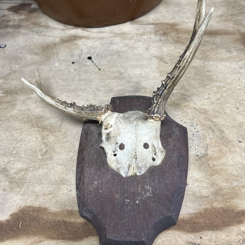 Wall mounted small - mounted, horns