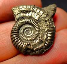 Crucilobiceras pyrite ammonite (27 mm) Jurassic Coast Charmouth UK minerals rock