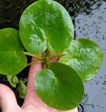 1 x Large Limnobium laevigatum