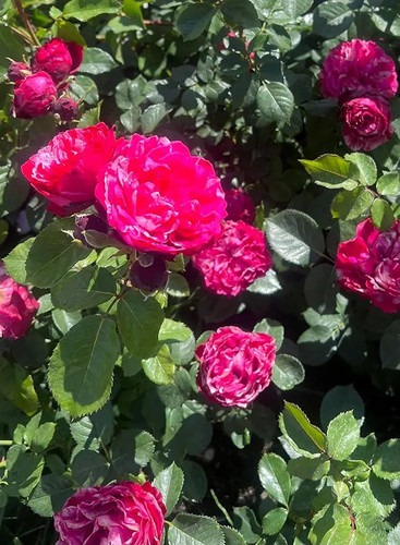 Raspberry ripple red - –, red/white