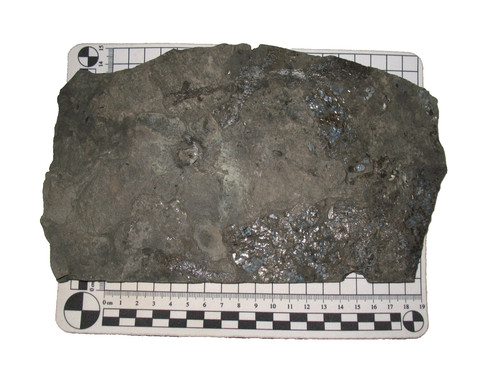 Permian fish fossil muse - fossil,