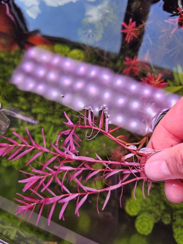 Rotala blood red singapore 5 - blood,