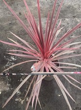 Cordyline 'Charlie Boy' -