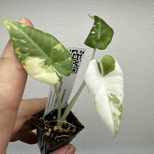 Alocasia maharani variegata - maharani,