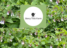 COMFREY PLANTS x 20 - Crown &