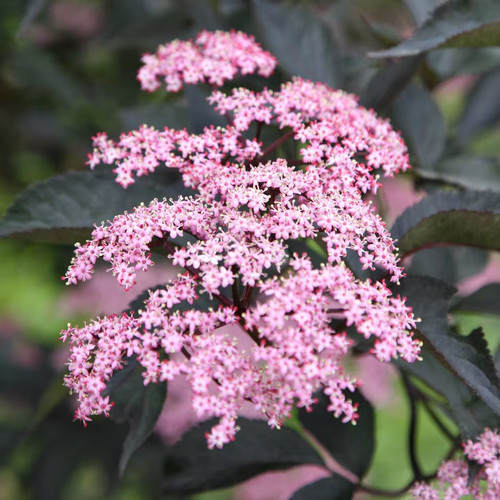 Sambucus nigra black tower - nigra,