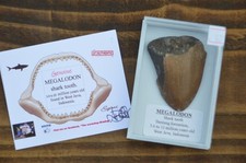 WOW, Genuine MEGALODON SHARK tooth in display box! BEST VALUE MEG TEETH! B63