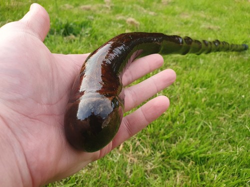 Irish walking stick - ,,