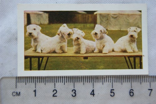 1961 hornimans tea dogs - hornimans, 23