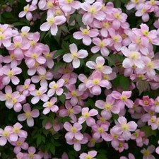 CLEMATIS MONTANA RUBENS