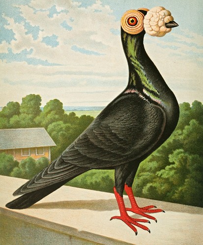 1884 gustav prütz - gustav,