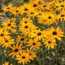 Rudbeckia fulgida v sullivanti