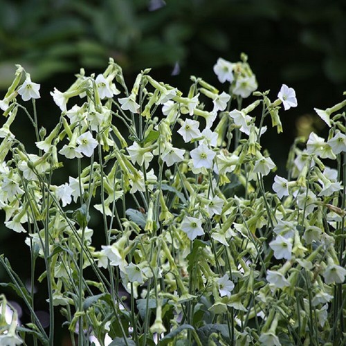 Nicotiana starlight dancer - nicotiana,