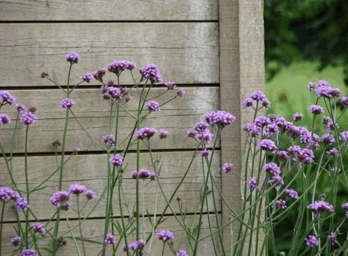 Pack verbena bonariensis - x3, 'bonariensis'