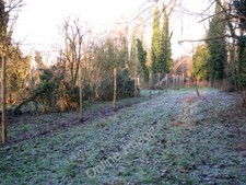 Photo 6x4 Game bird rearing