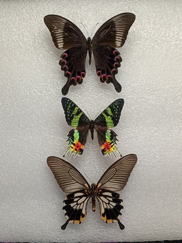 Butterfly crafting bundle - butterfly,