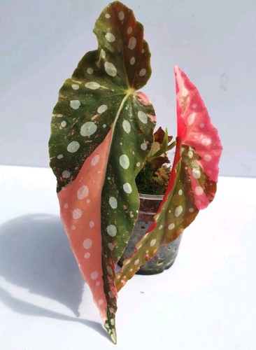 Begonia maculata pink - begonia,