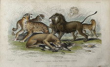 Antique Big Cats Print 1859 – Lion Tiger Leopard – Hand-Coloured Engraving