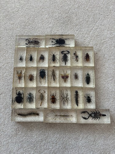 Rare collectible taxidermy - collectible,