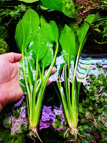 Large amazon sword - 2,
