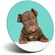 Awesome Fridge Magnet - Cute Old English Bulldog Puppy Dog Cool Gift #21422