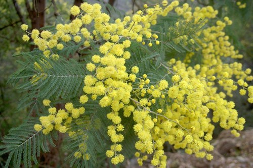 Acacia dealbata evergreen - acacia,