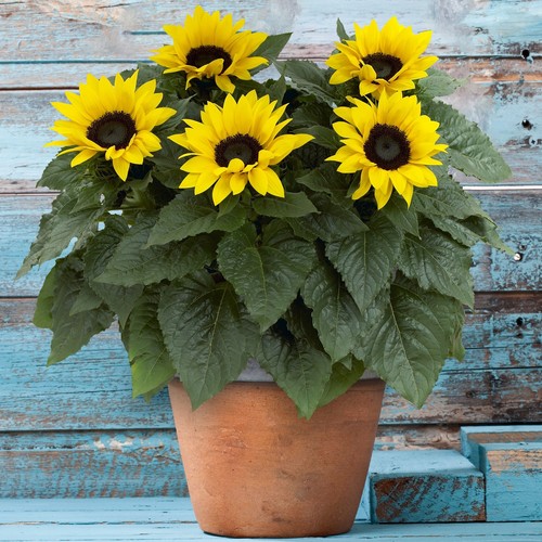 Outdoor sunflower potted - outdoor,