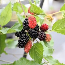 Mojo Berry Fruit Bush Mulberry Dwarf Plant RHS Flower of the Year 2017 3L Pot