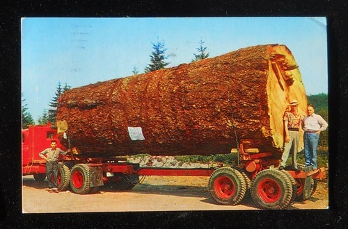 1960s giant fir log virgin - giant,