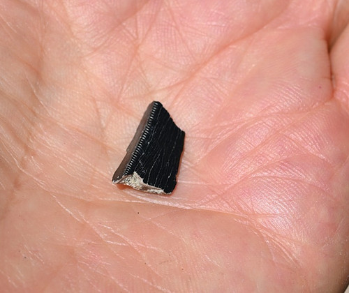 Tyrannosaur tooth piece - tyrannosaur,
