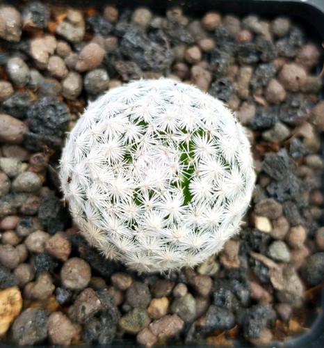 Mammillaria herrerae rare - herrerae,