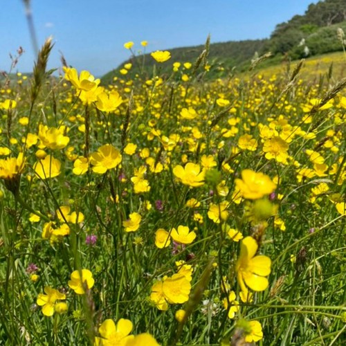 Meadow buttercup seeds - meadow, seeds-