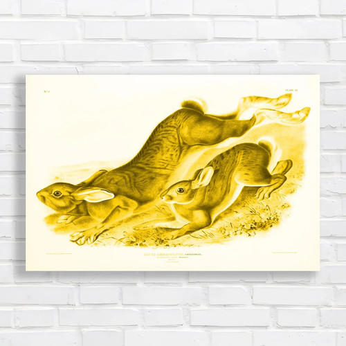 Vintage rabbit woodland - rabbit,