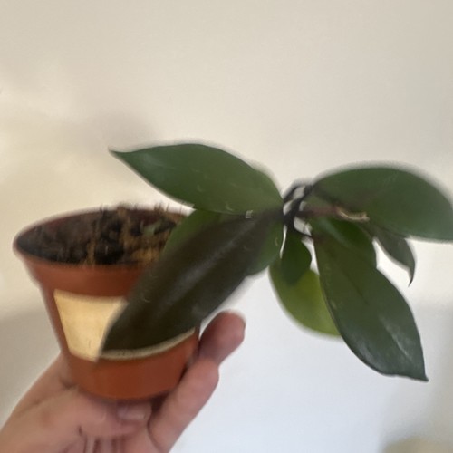 Hoya carnosa growing plant - carnosa,, plant.
