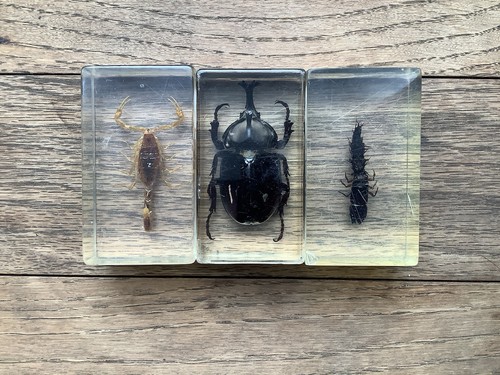 Three bugs specimens - three,
