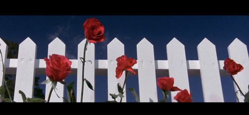 Blue velvet movie - , poster