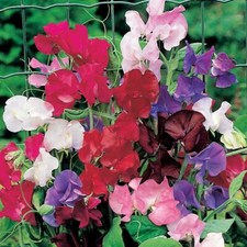Sweet pea spencer mixed seeds - spencer,