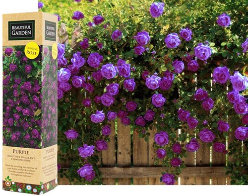 Fragrant climbing bush rose - fragrant,