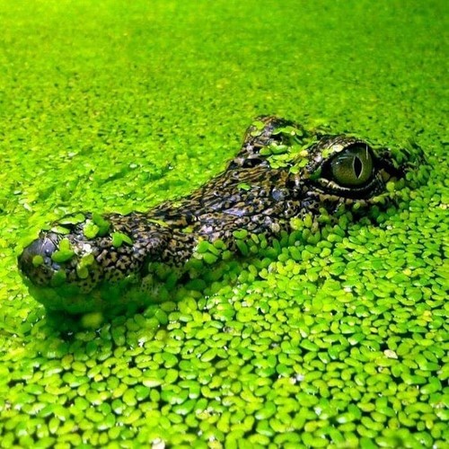 2500 duckweed pond live - duckweed,