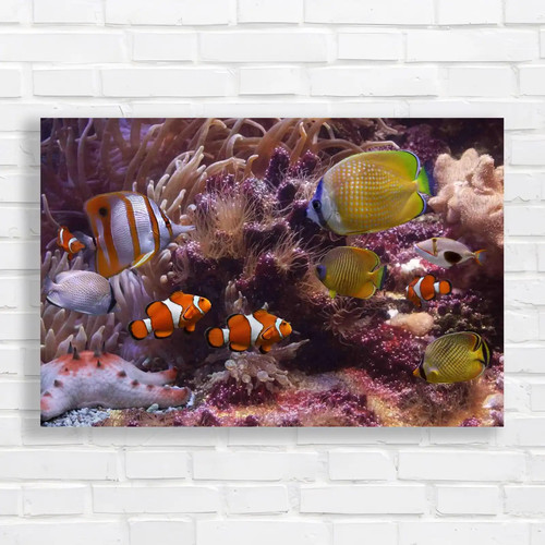 Tropical clown fish - clown, exotic