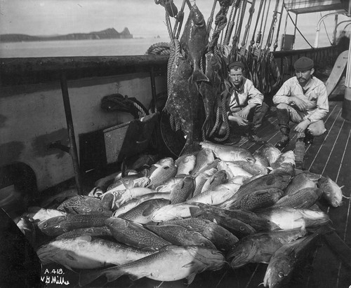 Fishing boat cod and halibut - and,