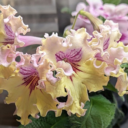 Streptocarpus motyl plug - streptocarpus, pk-motyl-plug