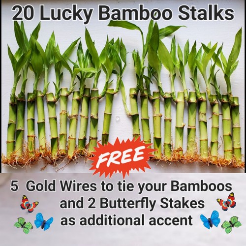 Lucky bamboo inches - 20, free
