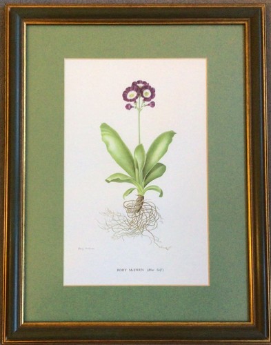 Lovely framed auricula print
