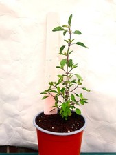 1 Holy Basil plant-Krishna