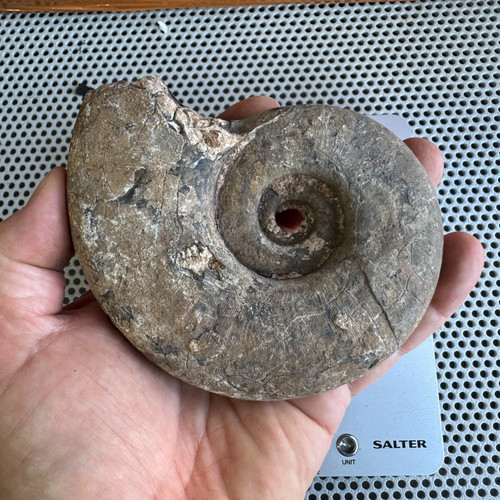 Ready prep large - ready, ammonite