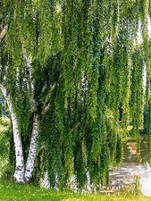 50 SILVER WEEPING BIRCH Tree