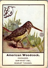 Vintage American Woodcock