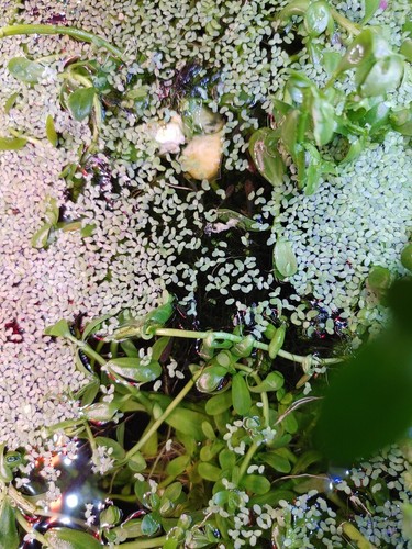 Ounce live duckweed - duckweed, for