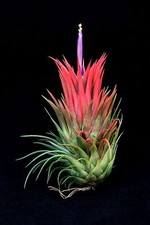 LARGE - Tillandsia ionantha rubra - Live red air plant house vivarium terrarium